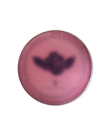 BROSH x | TGP Design Pomade 4oz